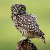 Little owls